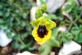 Ophrys lutea